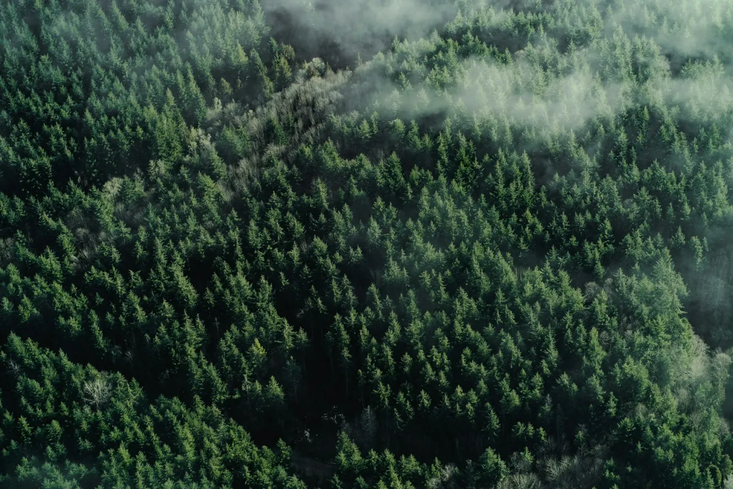 Aerial view of misty coniferous forest